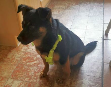 liebe, kastrierte Doina in Welver in Pflege,sucht tierliebes,geduldiges Frauchen das ihr alles zeigt