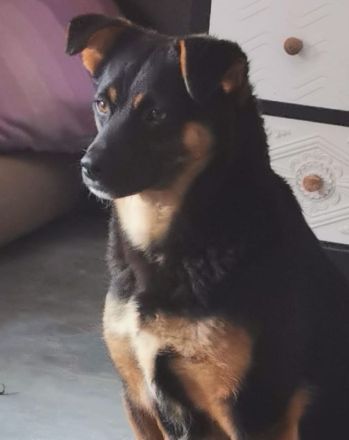 liebe, kastrierte Doina in Welver in Pflege,sucht tierliebes,geduldiges Frauchen das ihr alles zeigt