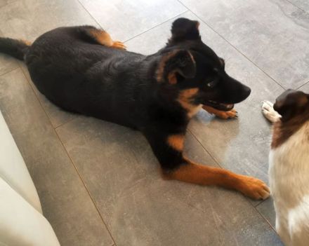 liebe, kastrierte Doina in Welver in Pflege,sucht tierliebes,geduldiges Frauchen das ihr alles zeigt