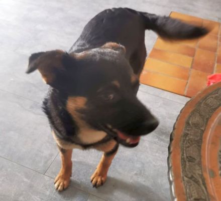 liebe, kastrierte Doina in Welver in Pflege,sucht tierliebes,geduldiges Frauchen das ihr alles zeigt