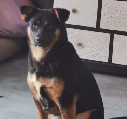 liebe, kastrierte Doina in Welver in Pflege,sucht tierliebes,geduldiges Frauchen das ihr alles zeigt