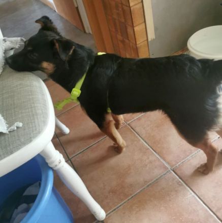 liebe, kastrierte Doina in Welver in Pflege,sucht tierliebes,geduldiges Frauchen das ihr alles zeigt