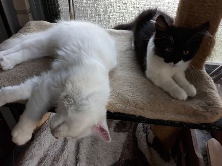 Ragdoll / Türkisch Angora KItten