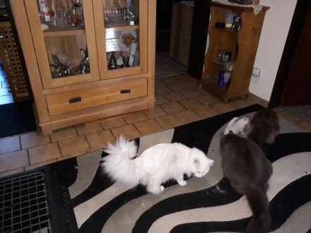 Ragdoll / Türkisch Angora KItten