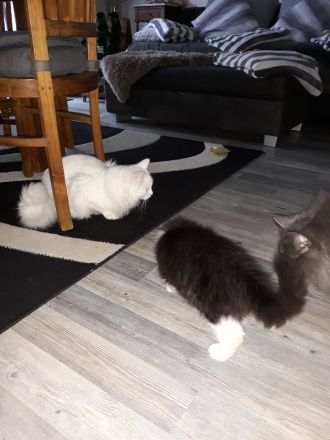 Ragdoll / Türkisch Angora KItten