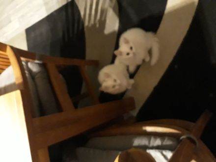 Ragdoll / Türkisch Angora KItten