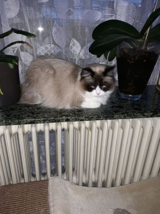 Ragdoll / Türkisch Angora KItten