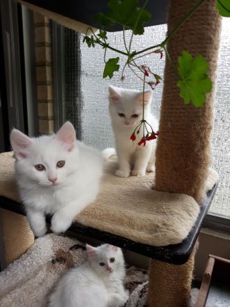 Ragdoll / Türkisch Angora KItten