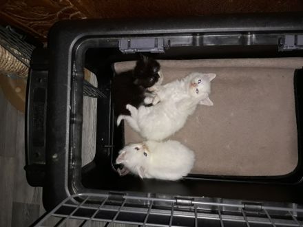 Ragdoll / Türkisch Angora KItten