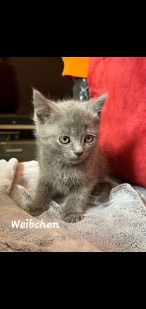 3 BKH Kitten suchen ein Neues Zuhause