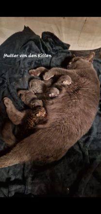 3 BKH Kitten suchen ein Neues Zuhause