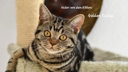 3 BKH Kitten suchen ein Neues Zuhause