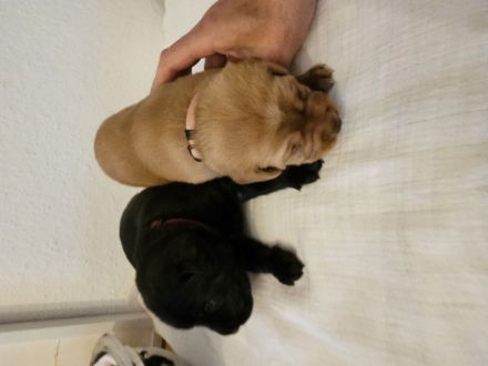2 Labradorwelpen