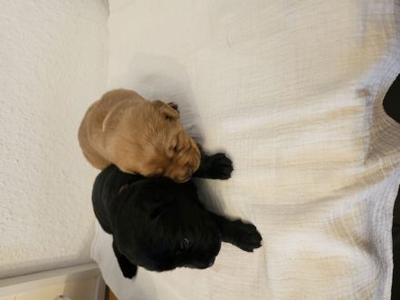 2 Labradorwelpen