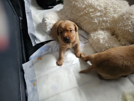 2 Labradorwelpen