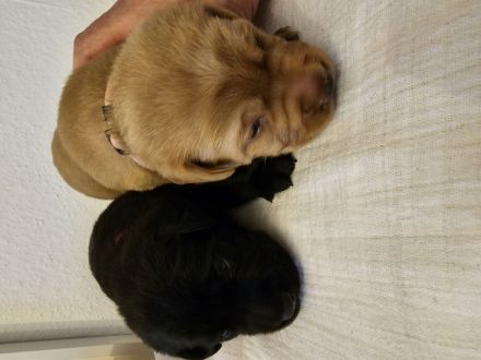 2 Labradorwelpen
