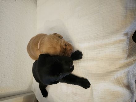 2 Labradorwelpen