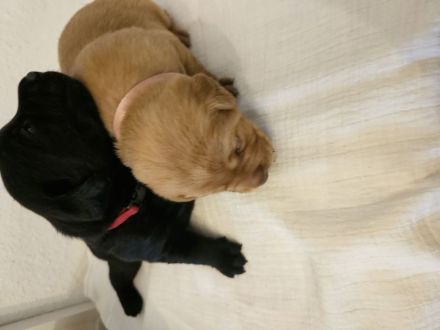 2 Labradorwelpen