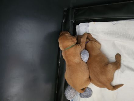 2 Labradorwelpen