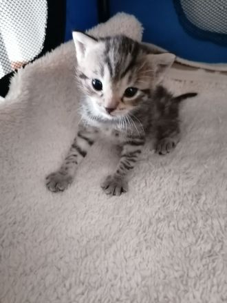 Bengal-Mix-Kitten