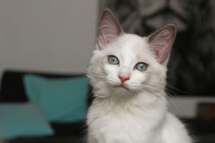 3 wundervolle Ragdollkitten suchen noch ihre Famile für immer (mit Stammbaum)