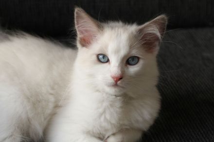 3 wundervolle Ragdollkitten suchen noch ihre Famile für immer (mit Stammbaum)