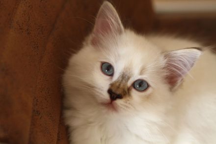 3 wundervolle Ragdollkitten suchen noch ihre Famile für immer (mit Stammbaum)