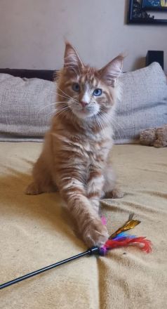 Maine-Coon-Kätzchen mit blauen Augen (mit Stammbaum)