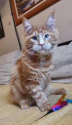 Maine-Coon-Kätzchen mit blauen Augen (mit Stammbaum)