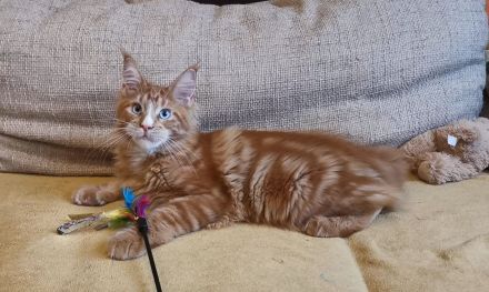 Maine-Coon-Kätzchen mit blauen Augen (mit Stammbaum)