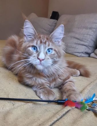 Maine-Coon-Kätzchen mit blauen Augen (mit Stammbaum)