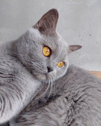 Britisch Kurzhaar Kitte Mädchen