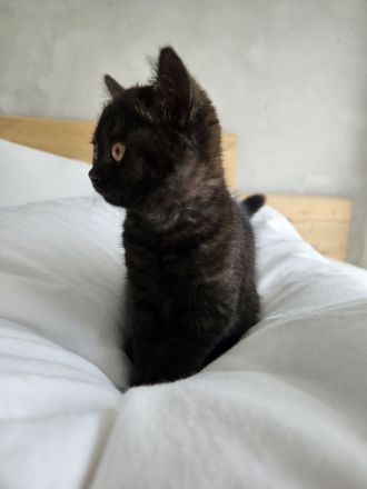 Britisch Kurzhaar Kitte Mädchen