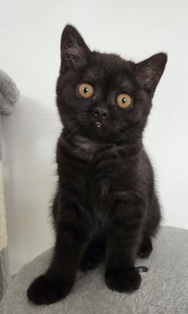 Britisch Kurzhaar Kitte Mädchen