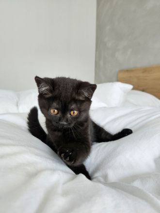 Britisch Kurzhaar Kitte Mädchen