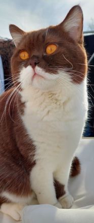 Britisch Kurzhaar Kitte Mädchen