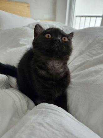 Britisch Kurzhaar Kitte Mädchen