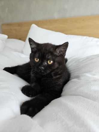 Britisch Kurzhaar Kitte Mädchen