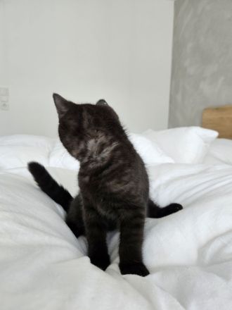 Britisch Kurzhaar Kitte Mädchen