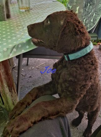Curly-Coated Retriever Welpen