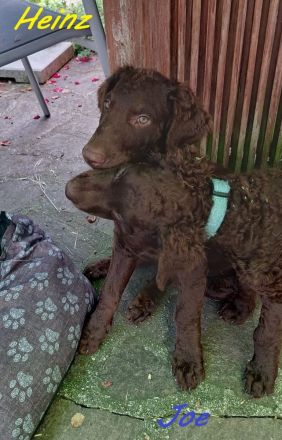 Curly-Coated Retriever Welpen