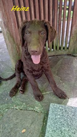 Curly-Coated Retriever Welpen