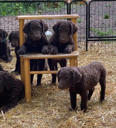Curly-Coated Retriever Welpen