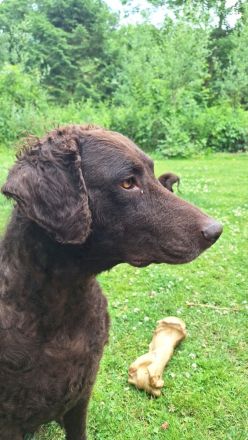 Curly-Coated Retriever Welpen