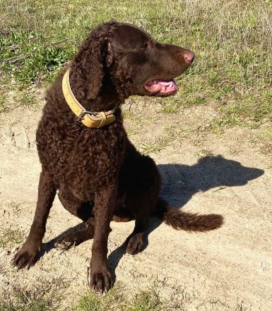 Curly-Coated Retriever Welpen