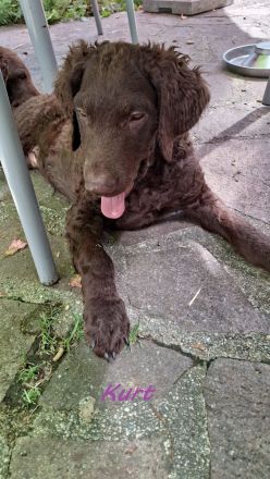 Curly-Coated Retriever Welpen
