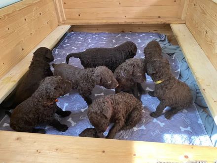 Curly-Coated Retriever Welpen