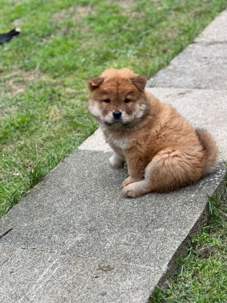 Chow Chow Weibchen sucht zuhause