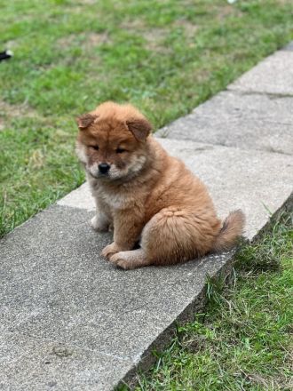 Chow Chow Weibchen sucht zuhause