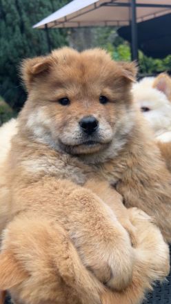 Chow Chow Weibchen sucht zuhause